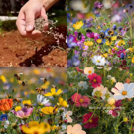 Heirloom Flower Seeds – For a Vibrant and Colourful Garden